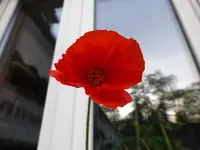 P1360886.webp