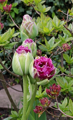 Artischocken_Tulpen_grün_pink1_600.webp