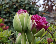 Artischocken_Tulpen_grün_pink2_640.webp