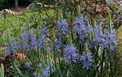 Prärielilie_Camassia cusicki1_640.webp