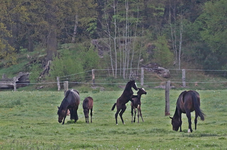 Fohlen_foals_spielen_playing1_700.webp