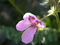 DSCN7852.webp