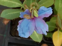 100_6060.webp