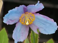 100_6063.webp