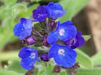 Ochsenzunge.webp