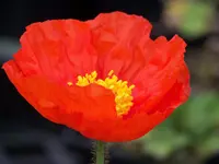 100_6066.webp