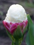 Tulpe Ice Cream.jpg