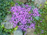 011.webp