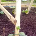 luffa.webp