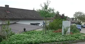 k-Moschuserdbeeren1.webp