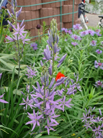 k-P1090015.webp