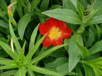 k-P1090016.webp