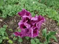 k-P1090019.webp