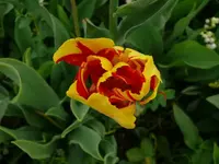 k-P1090024.webp