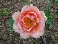 k-P1090017.webp