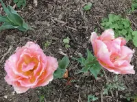 k-P1090018.webp