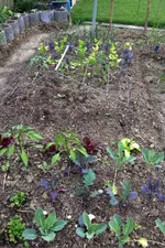 Beet 1.webp