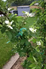 Brombeeren.webp