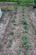Kartoffeln.webp