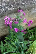 Mondviolen.webp
