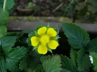 k-P1090027.webp