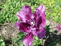 k-P1090029.webp