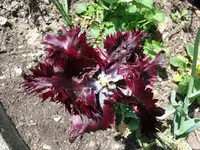 k-P1090030.webp