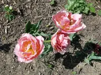 k-P1090032.webp