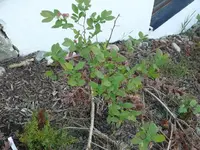 k-P1090040.webp