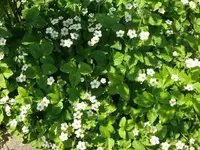 k-P1090035.webp