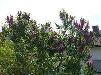 k-P1090038.webp