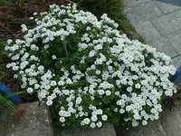 k-P1090041.webp