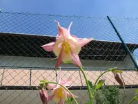 k-P1090042.webp