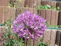 k-P1090043.webp