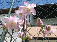 k-P1090044.webp