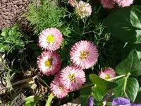 k-P1090047.webp