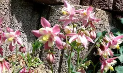 k-P1090056.webp