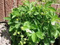 k-P1090048.webp