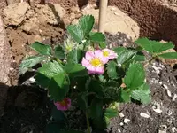 k-P1090050.webp