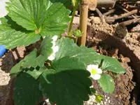 k-P1090051.webp