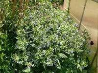 k-P1090049.webp