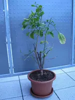 185.webp
