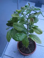 186.webp