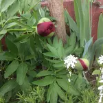 image.webp