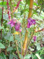 IMG_4440.JPG