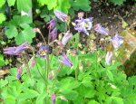 IMG_4443.JPG