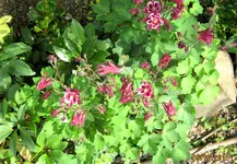 IMG_4444.webp