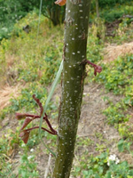 k-Pflanzphahl3.webp