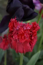 _DSC8187.webp