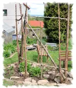 blauregen1.webp